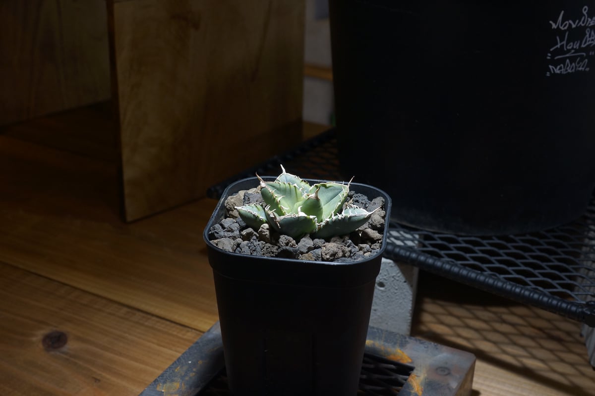 アガベ チタノタ 南アフリカダイヤモンド / SAD-10 | アガベ専門店