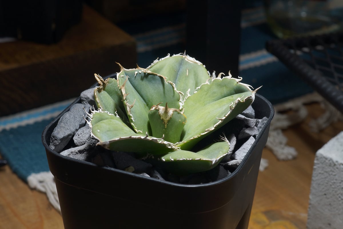 アガベ チタノタ 蚩尤 / SY-01 | アガベ専門店 モンスターハウス