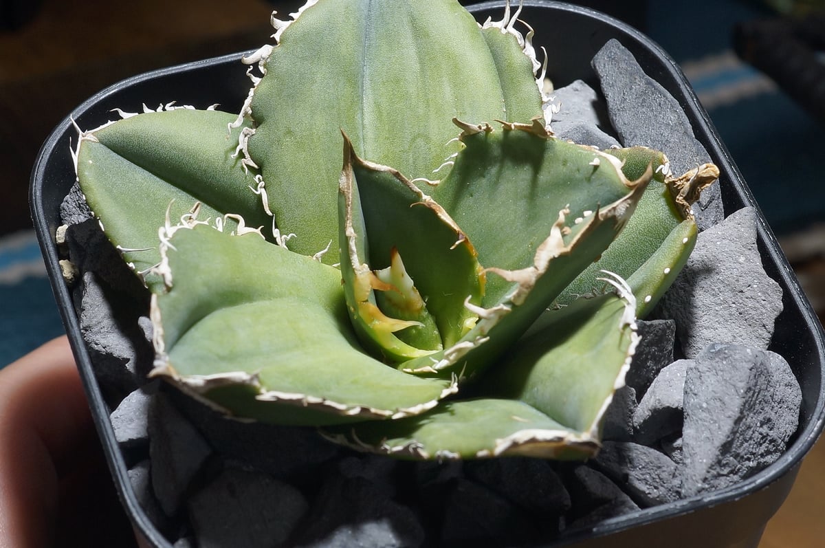 アガベ チタノタ 蚩尤 / SY-01 | アガベ専門店 モンスターハウス