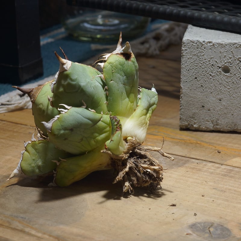 アガベ チタノタ 魔丸 / MG-18 | アガベ専門店 モンスターハウス