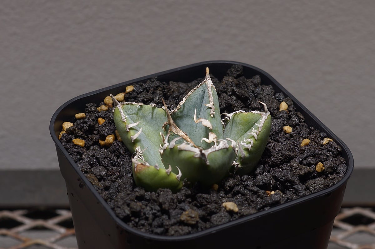 アガベ チタノタ 南アフリカダイヤモンド / SAD-04 | アガベ専門店