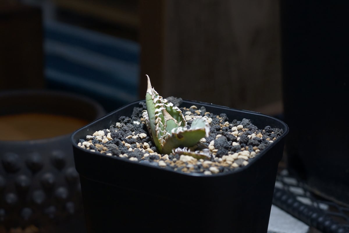 強刺台湾ゴジラ 激締り コンパクト チタノタ アガベ チタノタ 台湾ゴジラ / TG-01 | アガベ専門店 モンスター