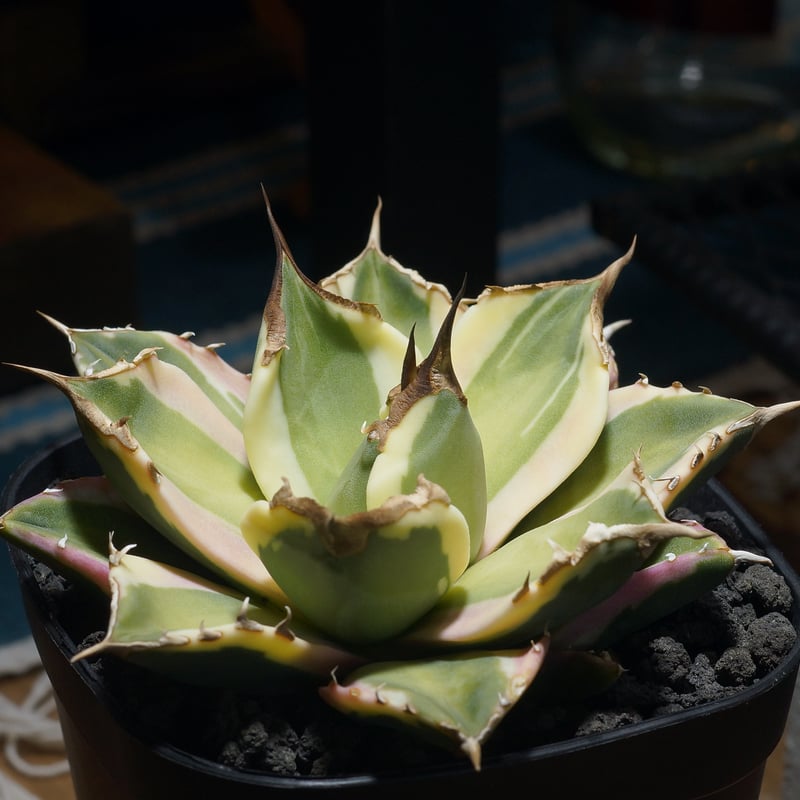 アガベ スナグルトゥース アガベ スナグルトゥース