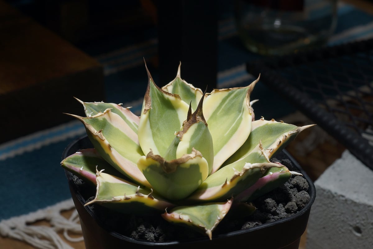 アガベ チタノタ スナグルトゥース 暴牙 /ST-01 | アガベ専門店