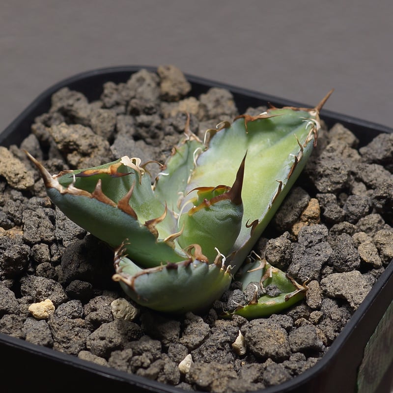 GIRUVI Agave Black&Blue アガベ ブラックアンドブルー アガベ チタノタ ブラックアンドブルー Agave titanota black