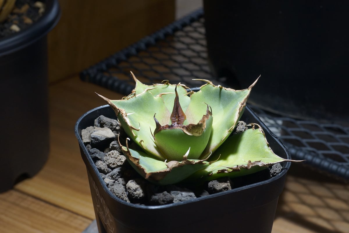 アガベ チタノタ 黒豹/子株 BP-08 | アガベ専門店 モンスターハウス