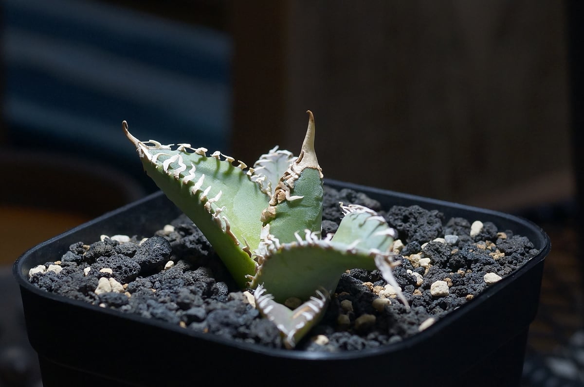 アガベ チタノタ ゴジラ アガベ チタノタ ゴジラ 【多肉植物 3号／1個売り】｜ 【植物の