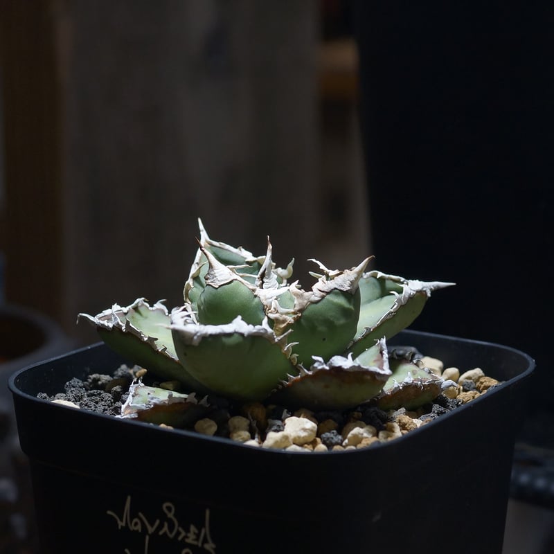 アガベ チタノタ 狼人 RN-05 | アガベ専門店 モンスターハウス