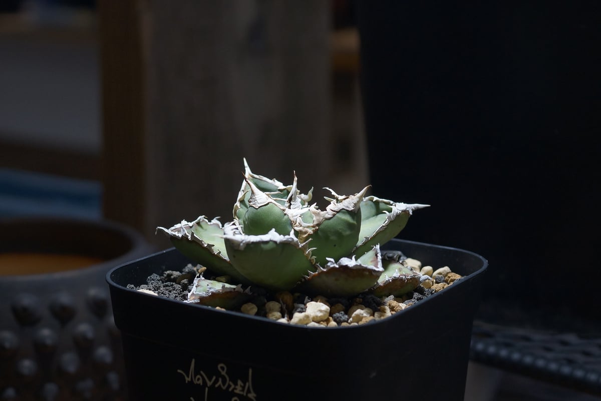 アガベ チタノタ 狼人 RN-05 | アガベ専門店 モンスターハウス