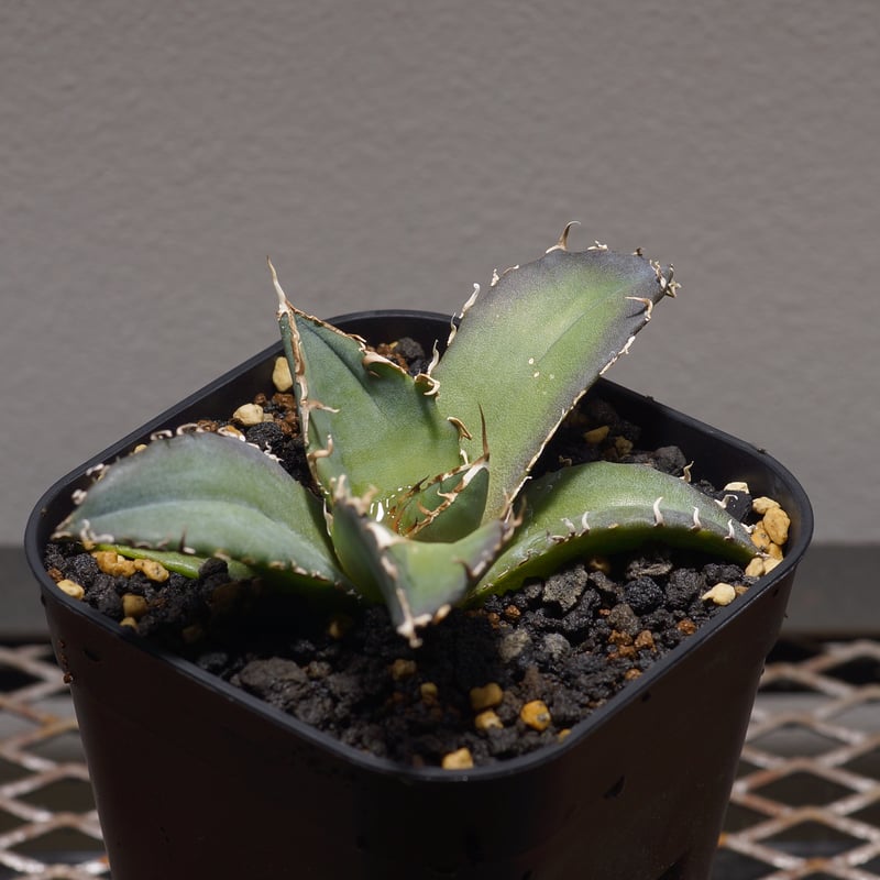 アガベ 白鯨 アガベ 白鯨 | mana's farm:塊根植物・アガベ・ドライガーデン植物販売