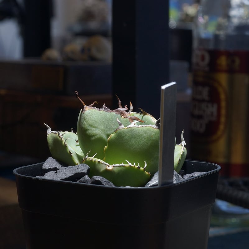 アガベ チタノタ ジャガーノート / JN-03 | アガベ専門店 モンスターハウス