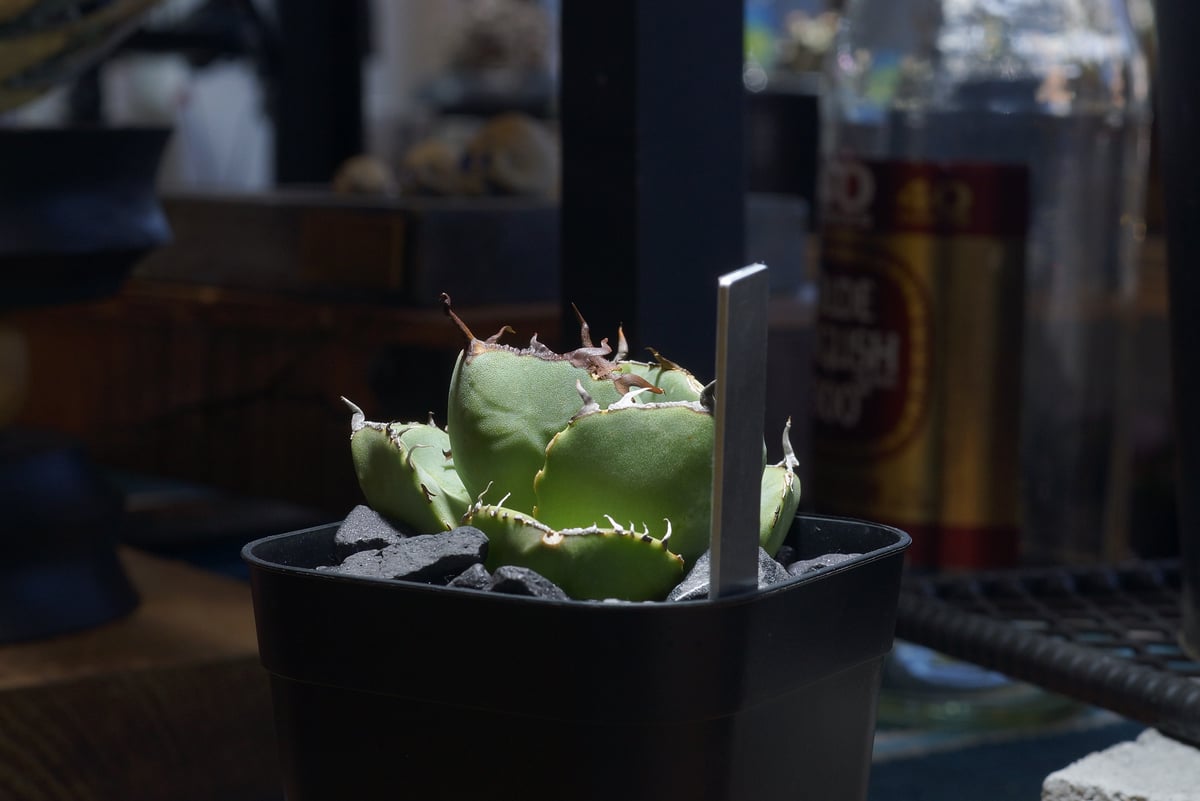 毒刺　ジャガーノート　アガベ　チタノタ アガベ チタノタ ジャガーノート / JN-03 | アガベ専門店 モンスターハウス