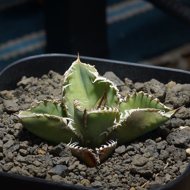 アガベ チタノタ 星空 / HZ-01 | アガベ専門店 モンスターハウス