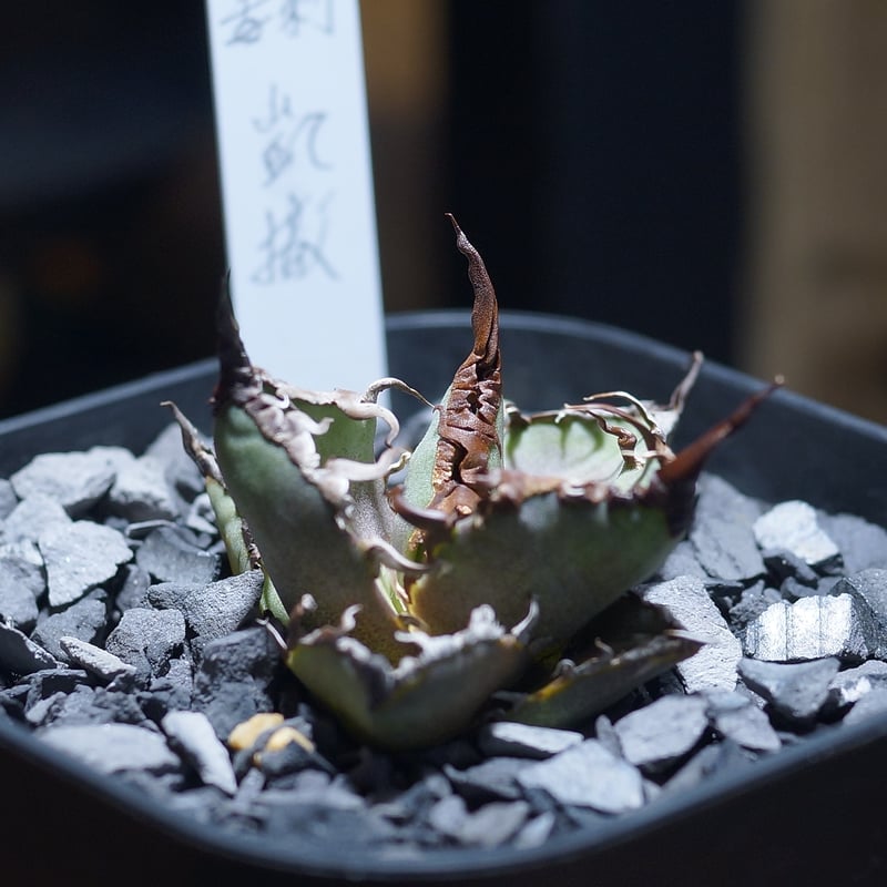 アガベ チタノタ シーザー 凱撒/ 毒刺産 cae-12 | アガベ専門店