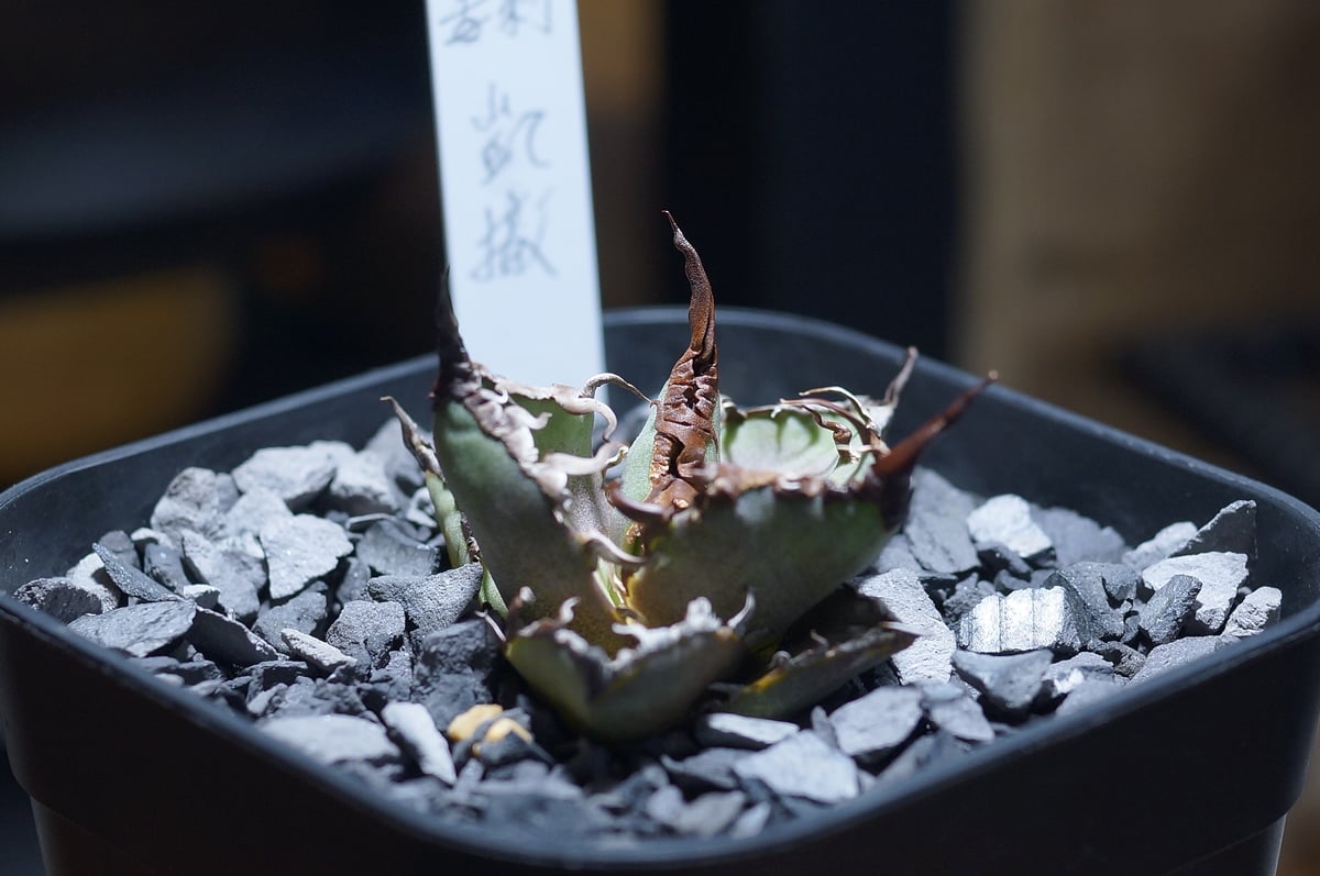 アガベ チタノタ シーザー 凱撒/ 毒刺産 cae-12 | アガベ専門店 アガベ チタノタ シーザー 凱撒/ 毒刺産 cae-12 | アガベ専門店