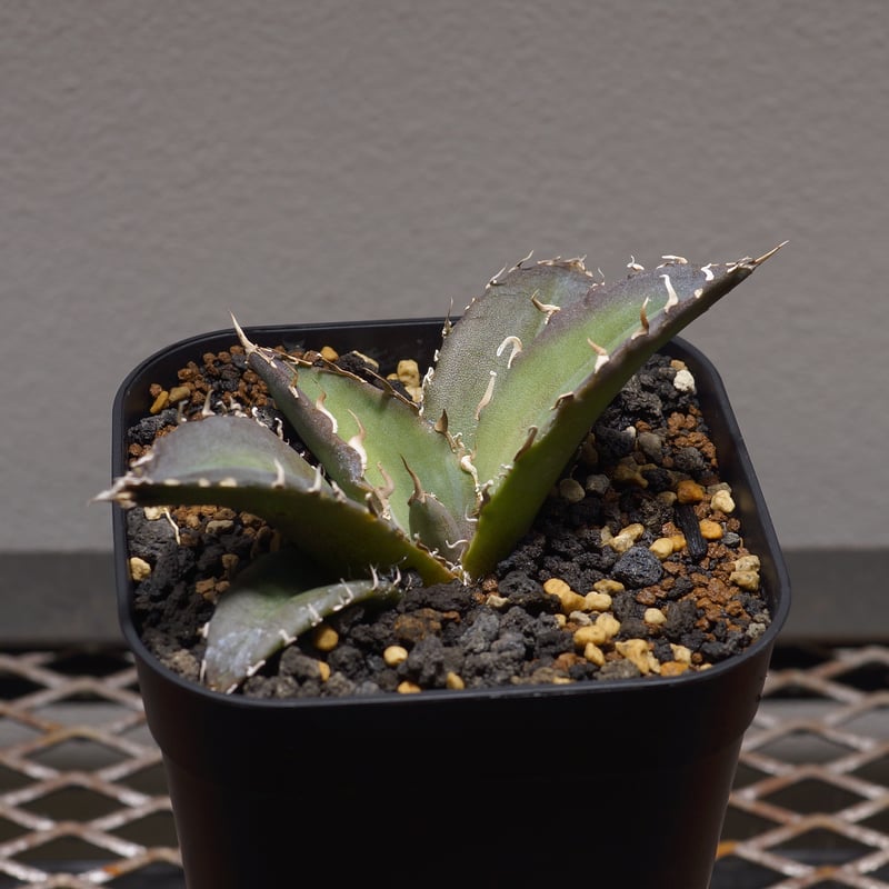 アガベ チタノタ 白鯨/ww-20 | アガベ専門店 モンスターハウス