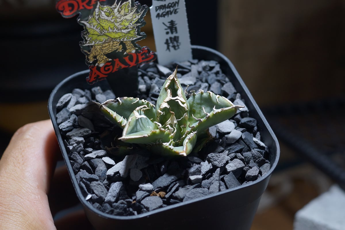 アガベ チタノタ 清櫻/ Dragon Agave産 so-01 | アガベ専門店 モンスタ