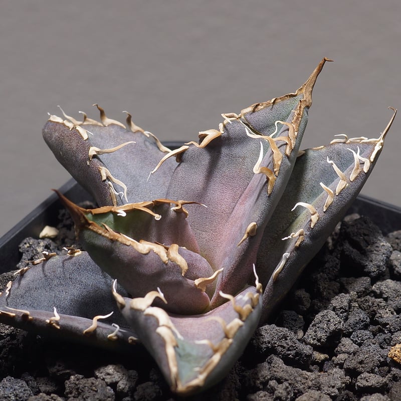 アガベ チタノタ シャークソウイ 子株 SS-06 | アガベ専門店