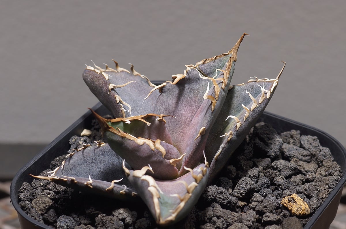 アガベ・チタノタ【シャークソウイ】 〝仙台PLANTISTIC！産〟 アガベ チタノタ シャークソウイ 子株（SS-04） | アガベ専門店