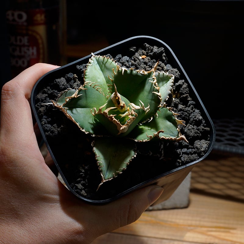 アガベ チタノタ 金剛 キングコング / KK-04 | アガベ専門店