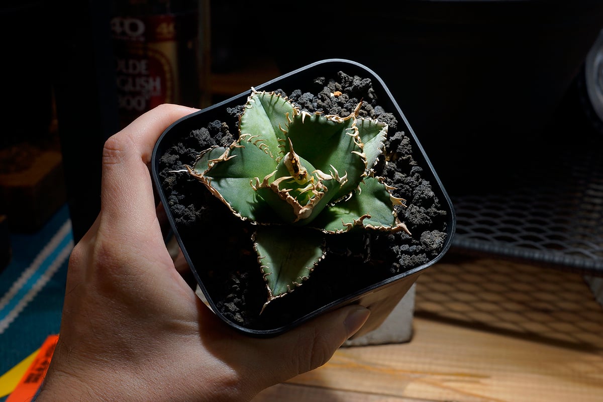 アガベ チタノタ 金剛 キングコング / KK-04 | アガベ専門店