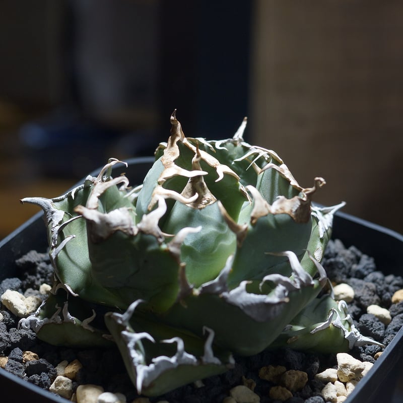 多肉植物アガベ チタノタ 魔丸 アガベ チタノタ 魔丸 / MG-09 | アガベ専門店 モンスターハウス