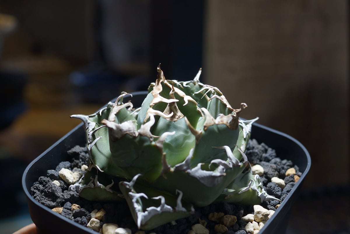 アガベ チタノタ 魔丸 / MG-09 | アガベ専門店 モンスターハウス