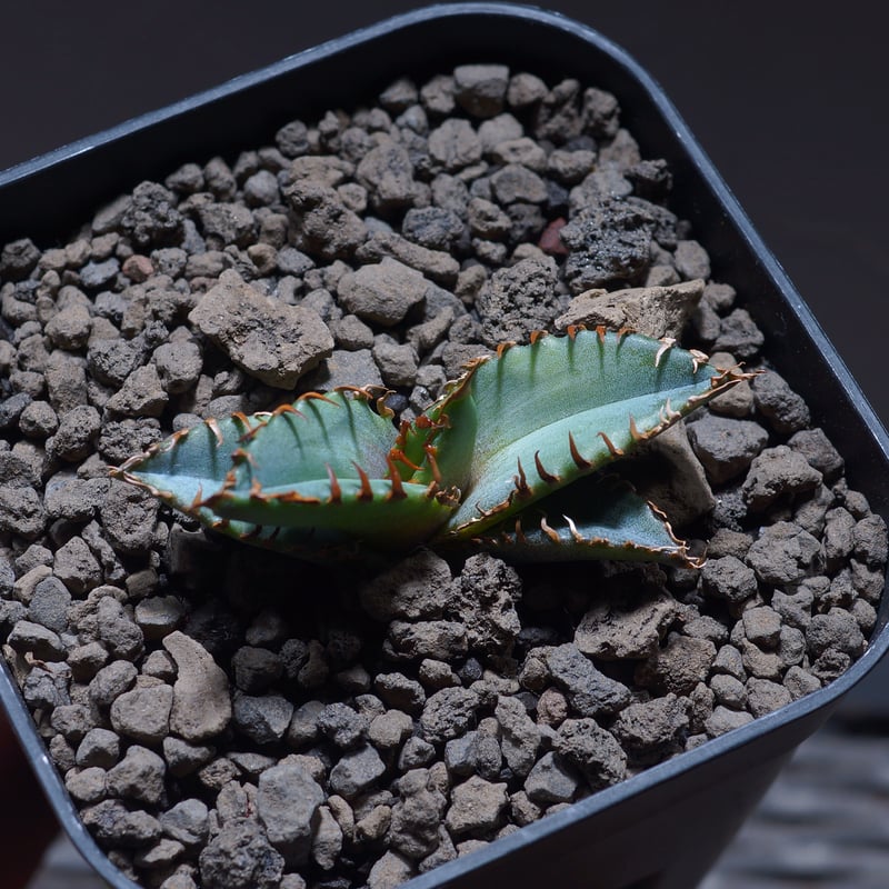 アガベ チタノタ 夕映厳竜/子株 YB-03 | アガベ専門店 モンスターハウス