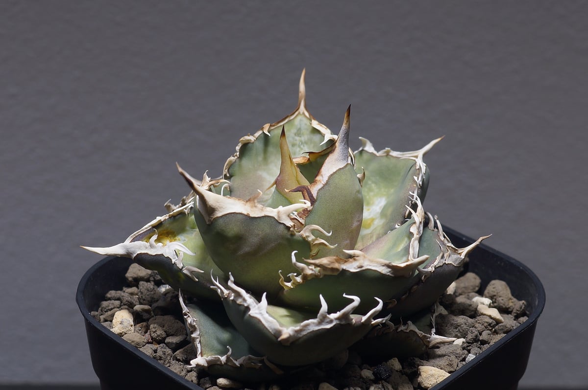 アガベ オテロイ FO-76/子株 F-28 | アガベ専門店 モンスターハウス