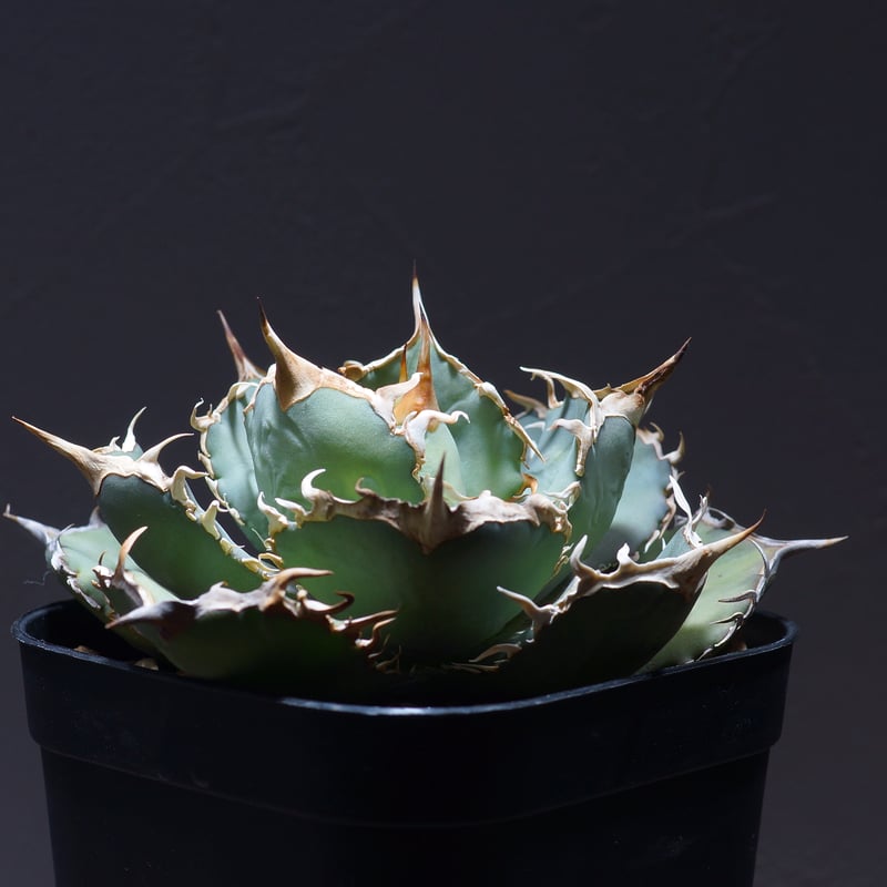 26 アガベ　オテロイ 園芸ネット本店｜アガベ：オテロイ 3.5号鉢植え* の通販【公式】