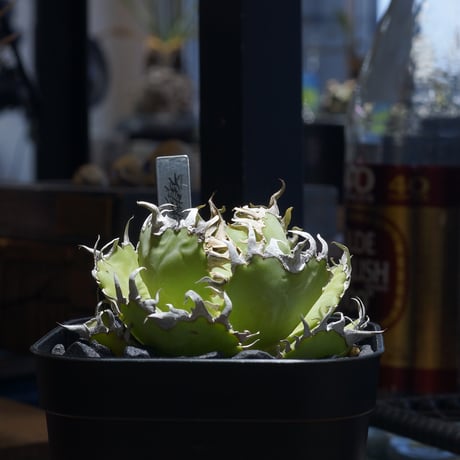 【たか】アガベ4点セット CATEGORY 新商品 | アガベ専門店 モンスターハウス