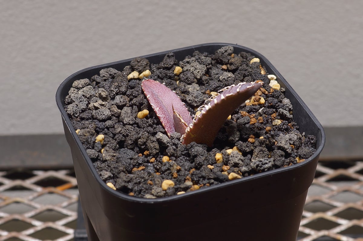 アガベ チタノタ 金剛 キングコング / KK-03 | アガベ専門店