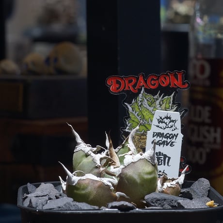 CATEGORY 新商品 | アガベ専門店 モンスターハウス