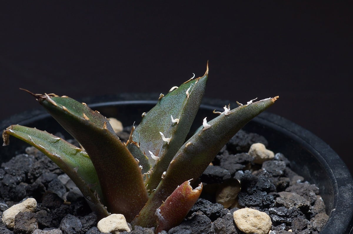 台湾厳選株】アガベチタノタ白鯨 子株 鉢付き（WW-08） | アガベ専門店