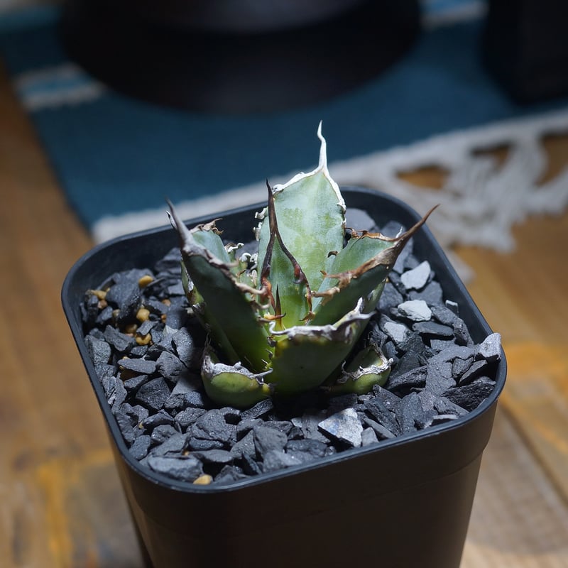 アガベ チタノタ 黒犀牛/ Berlin産 BLR-04 | アガベ専門店 モンスター