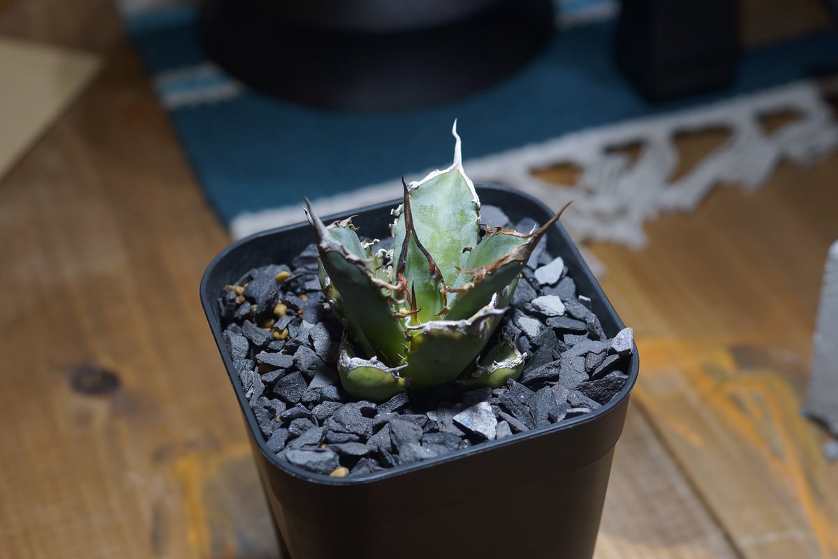 アガベ・チタノタ”Berlin毒蛇” アガベ チタノタ 黒犀牛/ Berlin産 BLR