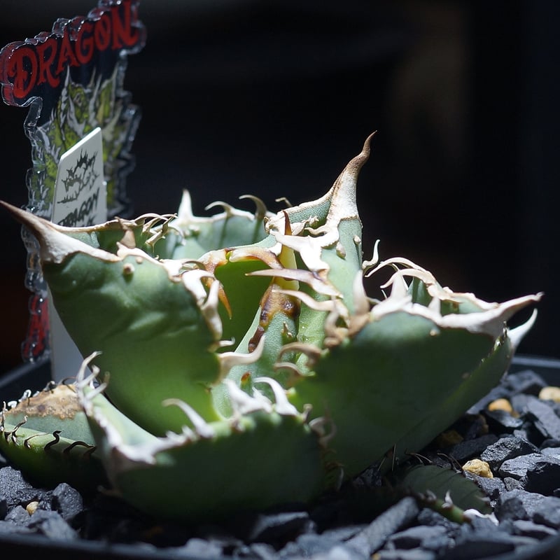 アガベ チタノタ Dennis 018/ Dragon Agave産 D018-01 | ア