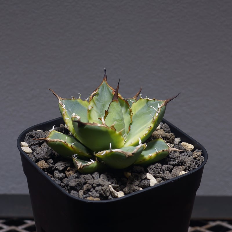 アガベ アリゾニカ 太葉 子株 アガベ アリゾニカ 良株 太葉 短葉 Agave arizonica - メルカリ