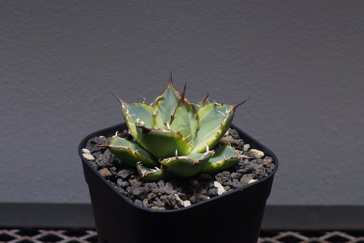 アガベ チタノタ ナンバーワン錦/子株 N1-07 | アガベ専門店