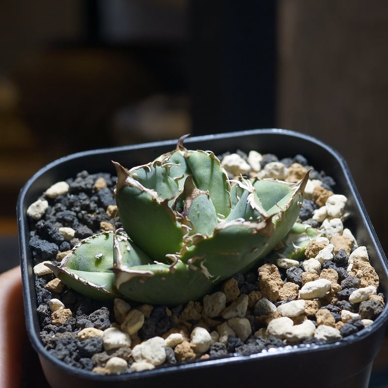 アガベ チタノタ オテロイ 疣猪 イボイノシシ ブツブツ 7 AGAVE