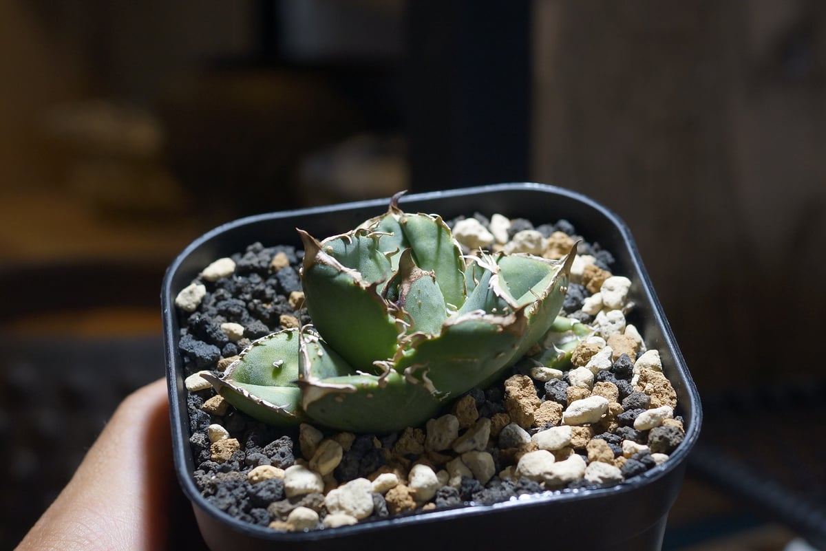 希少　アガベ　疣猪　イボイノシシ アガベ チタノタ 疣猪 / イボイノシシ WT-01 | アガベ専門店