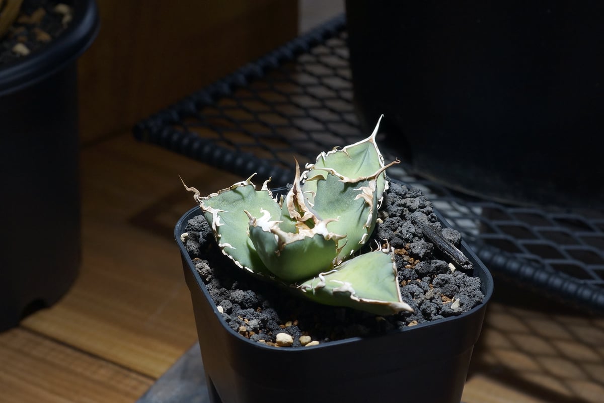 アガベ オテロイ FO-76/子株 F-30 | アガベ専門店 モンスターハウス