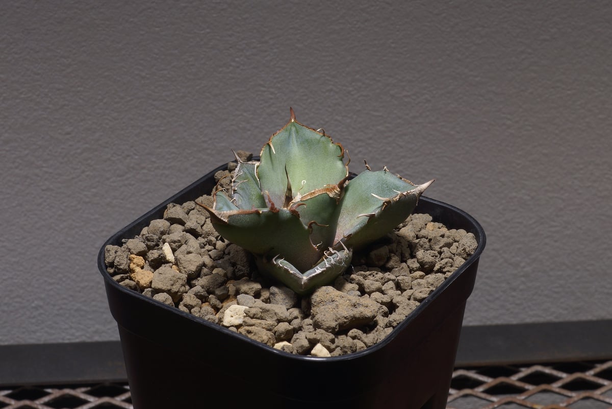 アガベ チタノタ 黒豹/子株 BP-02 | アガベ専門店 モンスターハウス