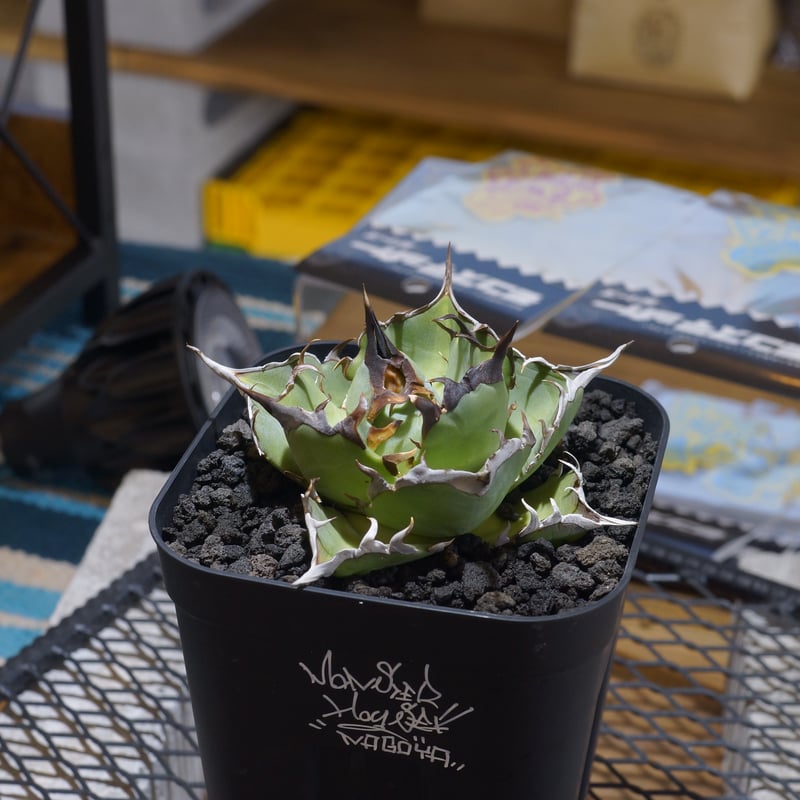 アガベ ハイブリッド エボリスピナ x 黒帝斯 ハデス コレクション株 アガベ ハイブリット 象牙妖炎×黑帝斯 / エボリスピナ×ハデス