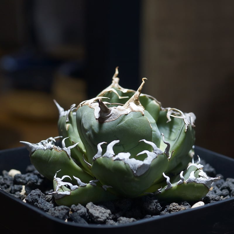 【コレクション株】アガベ　チタノタ　魔丸　中株　良型 アガベ チタノタ 魔丸 / MG-05 | アガベ専門店 モンスターハウス