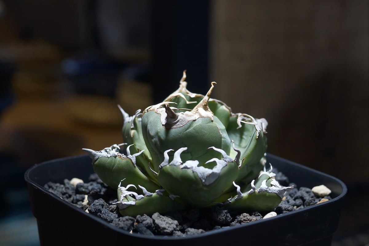 アガベ チタノタ 魔丸 / MG-08 | アガベ専門店 モンスターハウス