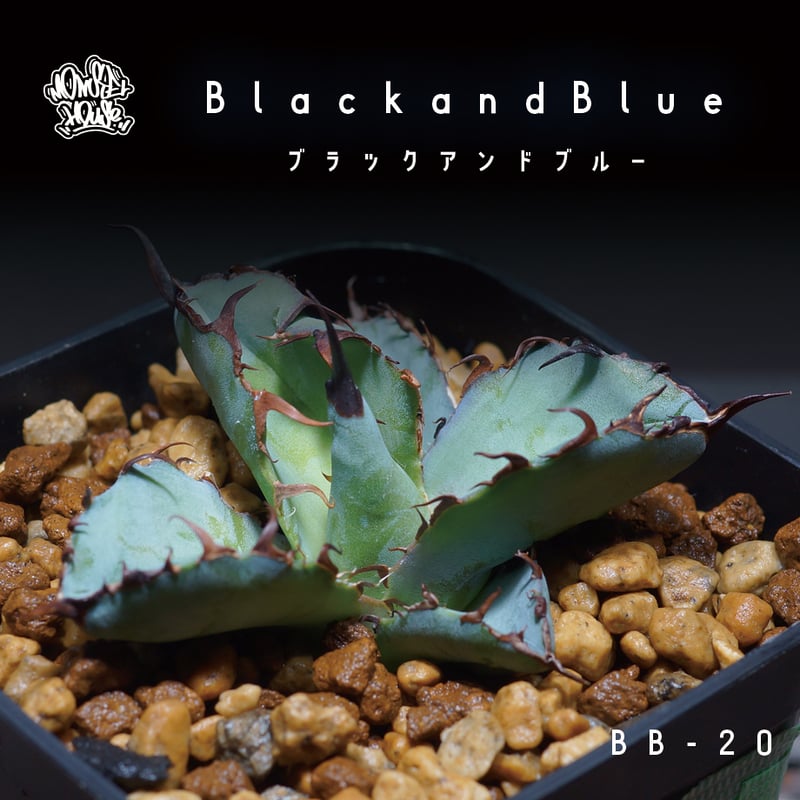 アガベ チタノタ ブラックアンドブルー/bb-20 | アガベ専門店 アガベ チタノタ ブラックアンドブルー/bb-20 | アガベ専門店