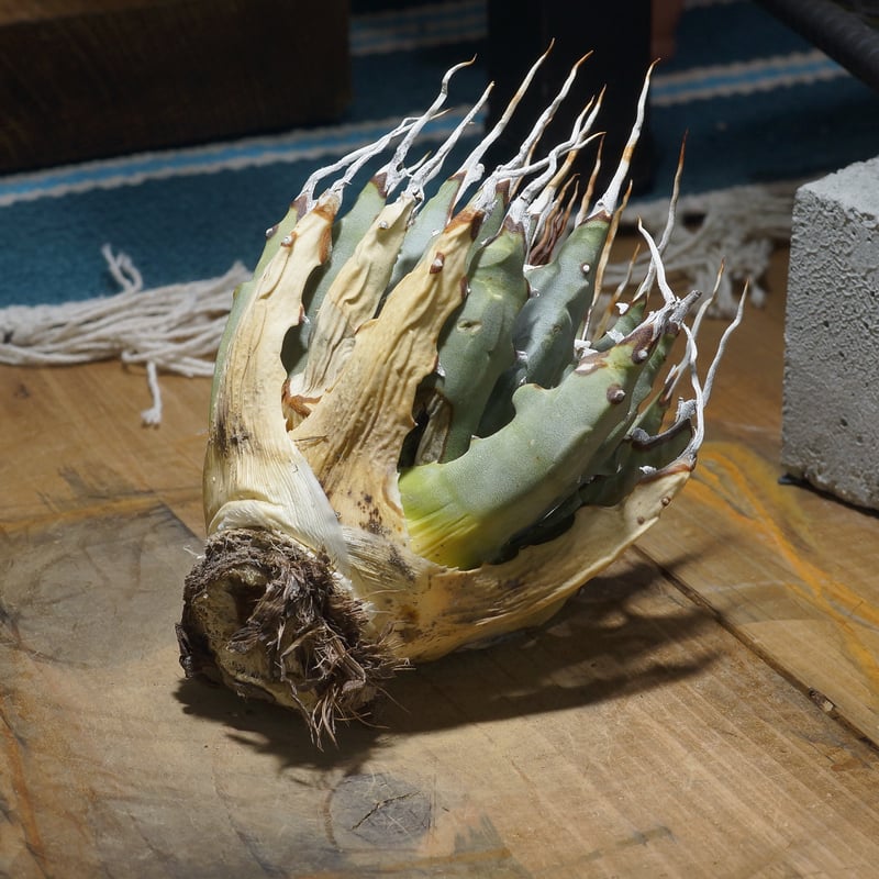 アガベ ユタエンシス エボリスピナ / ES-22 | アガベ専門店 モンスター