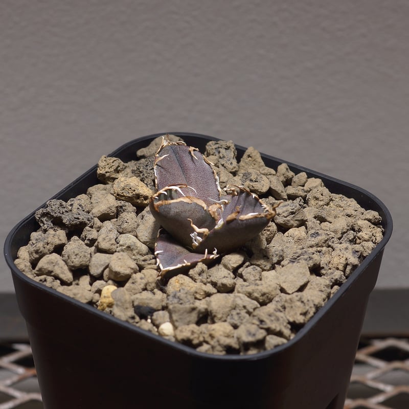 アガベ チタノタ シーザー 凱撒/cae-04 | アガベ専門店 モンスターハウス