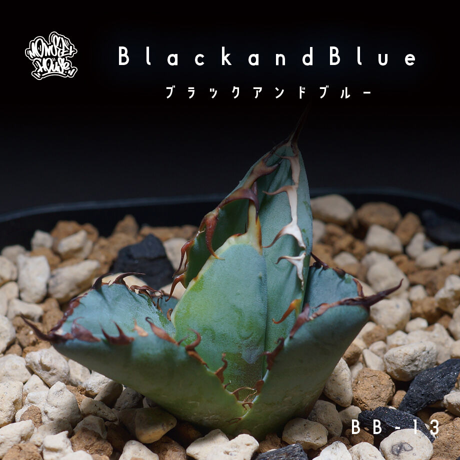 ネバデンシス×BB ブラックアンドブルー ハイブリッド アガベ チタノタ アガベ チタノタ ブラックアンドブルー（bb-13）BB子株 | アガベ専門店